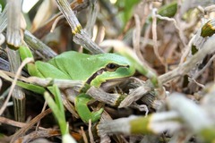 Killikus&reg; Fotographie